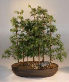 Japanese Larch Bonsai Tree<br><i>(larix leptolepsis)</i>