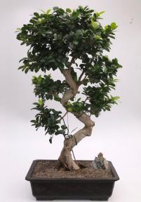 Fruiting Green Emerald Ficus Bonsai Tree<br>Curved Trunk & Tiered Branching<br><i>(ficus microcarpa)</i>