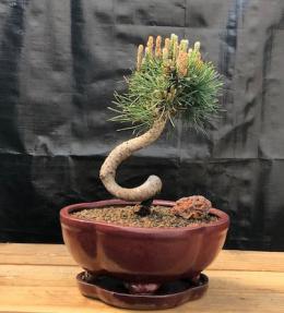 Twisty Mugo Pine Bonsai Tree<br><i>(pinus mugo 'twisty')</i>