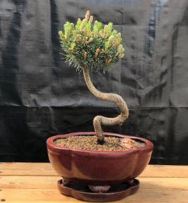 Twisty Mugo Pine Bonsai Tree<br><i>(pinus mugo 'twisty')</i>