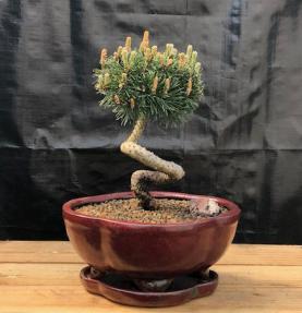 Twisty Mugo Pine Bonsai Tree<br><i>(pinus mugo 'twisty')</i>