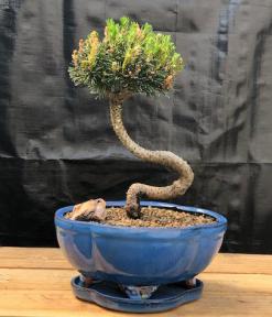 Twisty Mugo Pine Bonsai Tree<br><i>(pinus mugo 'twisty')</i>