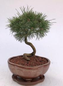 Twisty Mugo Pine Bonsai Tree<br><i>(pinus mugo 'twisty')</i>