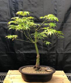 Japanese Maple Bonsai Tree<br><i>(acer palmatum 'peaches and cream')</i>