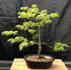 Japanese Maple Bonsai Tree<br><i>(acer palmatum 'peaches and cream')</i>