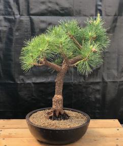 Japanese White Pine Bonsai Tree <br><i>(pinus parviflora 'Brocade Bark')</i>