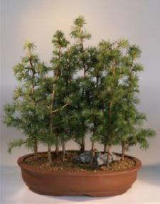 Japanese Larch Bonsai Tree<br><i>(larix leptolepsis)</i>