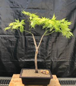 Variegated Japanese Green Maple Bonsai Tree<br><i>(acer palmatum)</i>