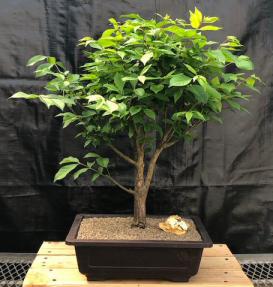 Flowering Burning Bush Bonsai Tree<br><i>(euonymous)</i>