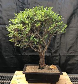 Chinese Seiju Elm Bonsai Tree<br><i>(ulmus parvifolia 'seiju')</i>