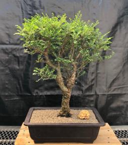 Chinese Seiju Elm Bonsai Tree<br><i>(ulmus parvifolia 'seiju')</i>