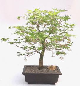 Japanese Maple Bonsai Tree(acer palmatum 'Kogane sakae')