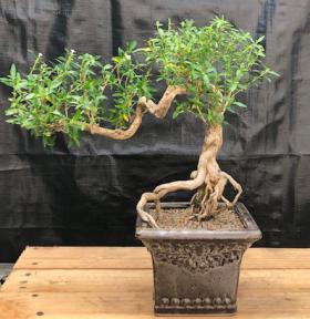 Chinese Flowering White Serissa <br>Bonsai Tree of a Thousand Stars<br>Semi Cascade Style <br>(serissa japonica)</i>