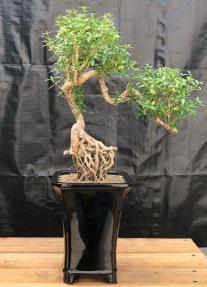 Chinese Flowering White Serissa <br>Bonsai Tree of a Thousand Stars<br>Raised Roots & Semi Cascade Style<br>(serissa japonica)</i>