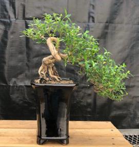 Chinese Flowering White Serissa <br>Bonsai Tree of a Thousand Stars<br>Semi Cascade Style<br>(serissa japonica)</i>