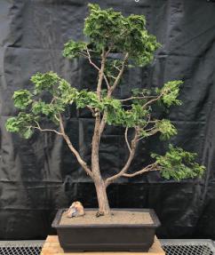 Dwarf Hinoki Cypress Bonsai Tree<br>Pom - Pom Style<br><i>(chamecyparis 