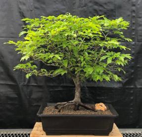 Dwarf European Beech Bonsai Tree<br>(Fagus sylvatica 'Sandrode')