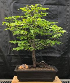 Dwarf European Beech Bonsai Tree<br>(Fagus sylvatica 'Sandrode')