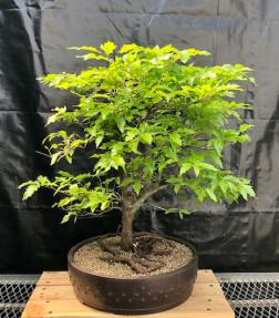 Dwarf European Beech Bonsai Tree<br>(Fagus sylvatica 'Sandrode')