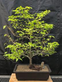 Dwarf European Beech Bonsai Tree<br>(Fagus sylvatica 'Sandrode')