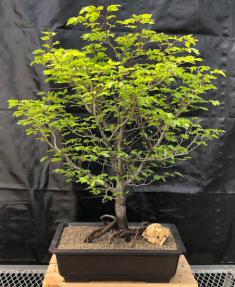 Dwarf European Beech Bonsai Tree<br>(Fagus sylvatica 'Sandrode')