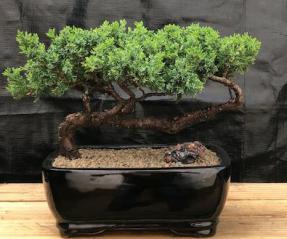 Juniper Bonsai Tree - Trained <br><i>(juniper procumbens nana)</i>