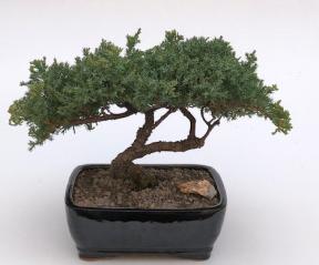 Juniper Bonsai Tree - Trained <br><i>(juniper procumbens nana)</i>