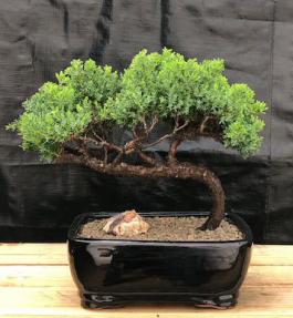 Juniper Bonsai Tree - Trained <br><i>(juniper procumbens nana)</i>