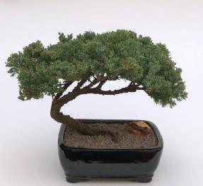 Juniper Bonsai Tree - Trained <br><i>(juniper procumbens nana)</i>