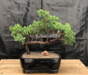 Juniper Bonsai Tree - Trained <br><i>(juniper procumbens nana)</i>