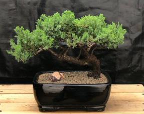 Juniper Bonsai Tree - Trained <br><i>(juniper procumbens nana)</i>