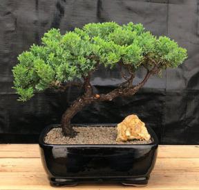 Juniper Bonsai Tree - Trained <br><i>(juniper procumbens nana)</i>