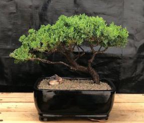 Juniper Bonsai Tree - Trained <br><i>(juniper procumbens nana)</i>