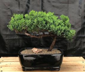 Juniper Bonsai Tree - Trained <br><i>(juniper procumbens nana)</i>