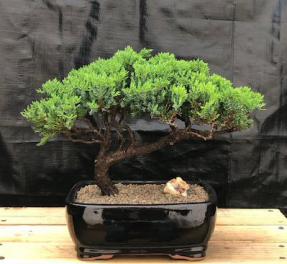 Juniper Bonsai Tree - Trained <br><i>(juniper procumbens nana)</i>