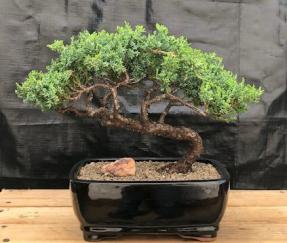 Juniper Bonsai Tree - Trained <br><i>(juniper procumbens nana)</i>