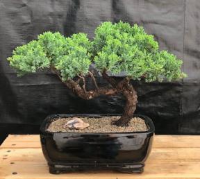 Juniper Bonsai Tree - Trained <br><i>(juniper procumbens nana)</i>