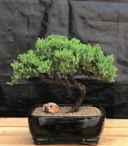 Juniper Bonsai Tree - Trained <br><i>(juniper procumbens nana)</i>