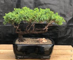 Juniper Bonsai Tree - Trained <br><i>(juniper procumbens nana)</i>