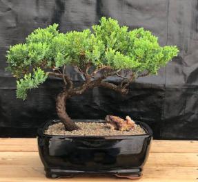 Juniper Bonsai Tree - Trained <br><i>(juniper procumbens nana)</i>