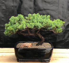 Juniper Bonsai Tree - Trained <br><i>(juniper procumbens nana)</i>