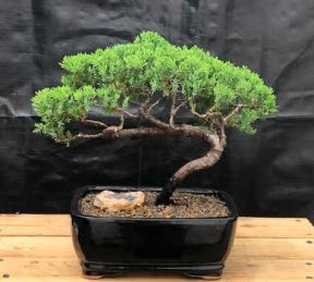 Juniper Bonsai Tree - Trained <br><i>(juniper procumbens nana)</i>