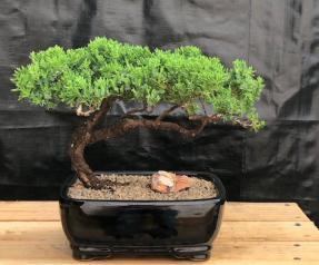 Juniper Bonsai Tree - Trained <br><i>(juniper procumbens nana)</i>