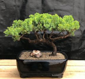 Juniper Bonsai Tree - Trained <br><i>(juniper procumbens nana)</i>