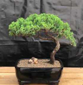 Juniper Bonsai Tree - Trained <br><i>(juniper procumbens nana)</i>