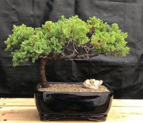 Juniper Bonsai Tree - Trained <br><i>(juniper procumbens nana)</i>