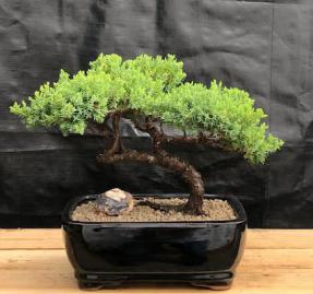 Juniper Bonsai Tree - Trained <br><i>(juniper procumbens nana)</i>