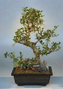 Fukien Tea Bonsai Tree<br><i>(ehretia microphylla)</i>