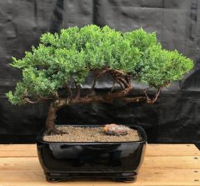 Juniper Bonsai Tree - Trained <br><i>(juniper procumbens nana)</i>