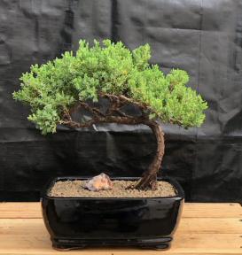 Juniper Bonsai Tree - Trained <br><i>(juniper procumbens nana)</i>